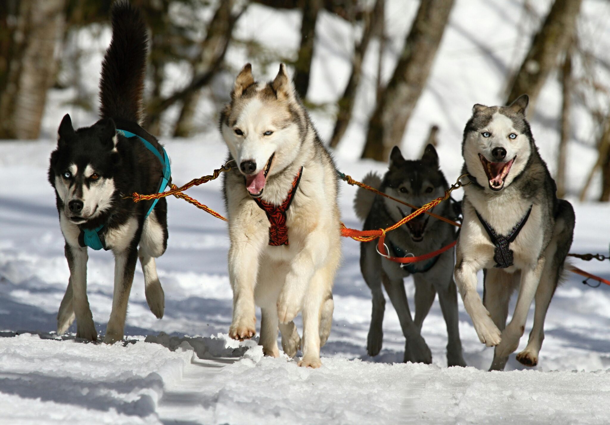 Location chalet Lac de Payolle : chiens de traineaux.